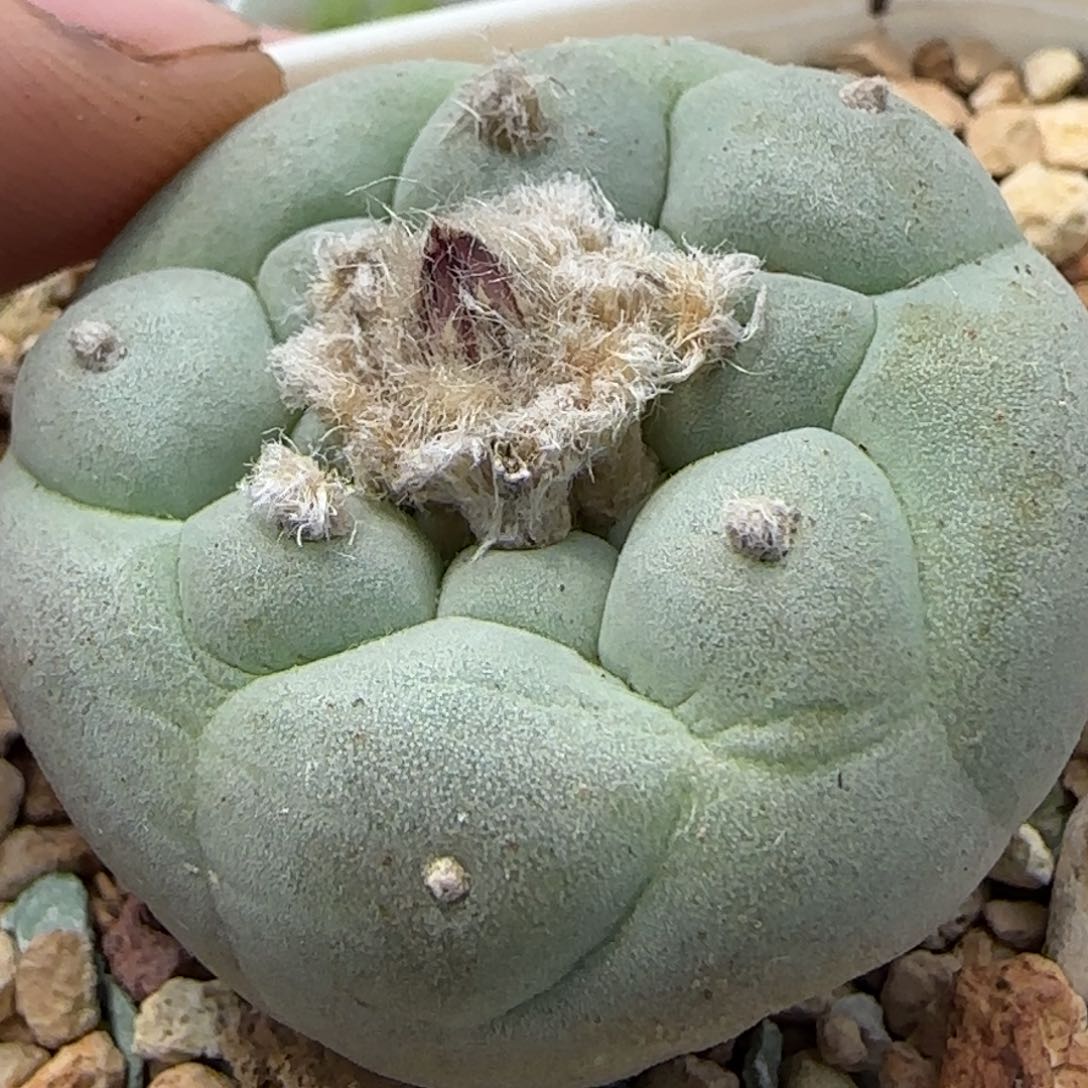 仙人球母本一物一拍