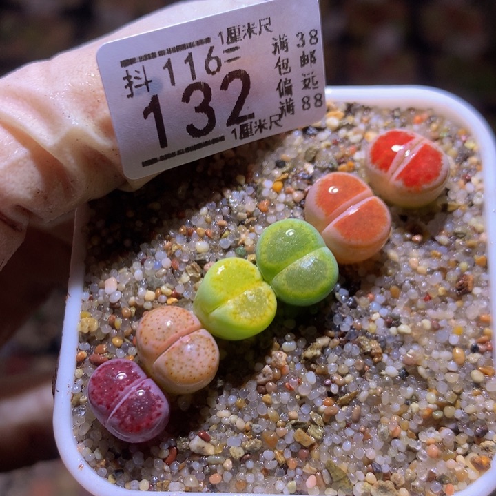 精品生石花116.132
