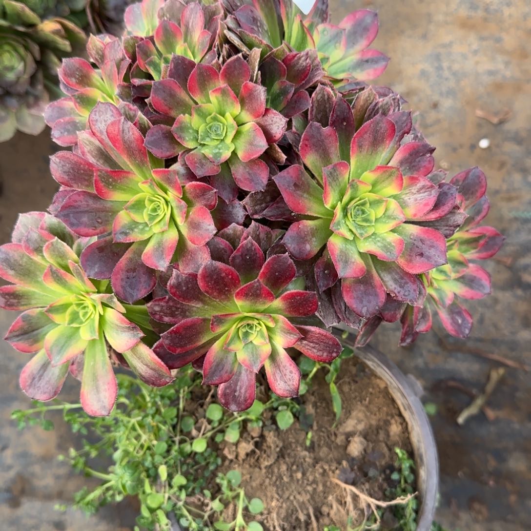 安娜527满20包邮断枝不包