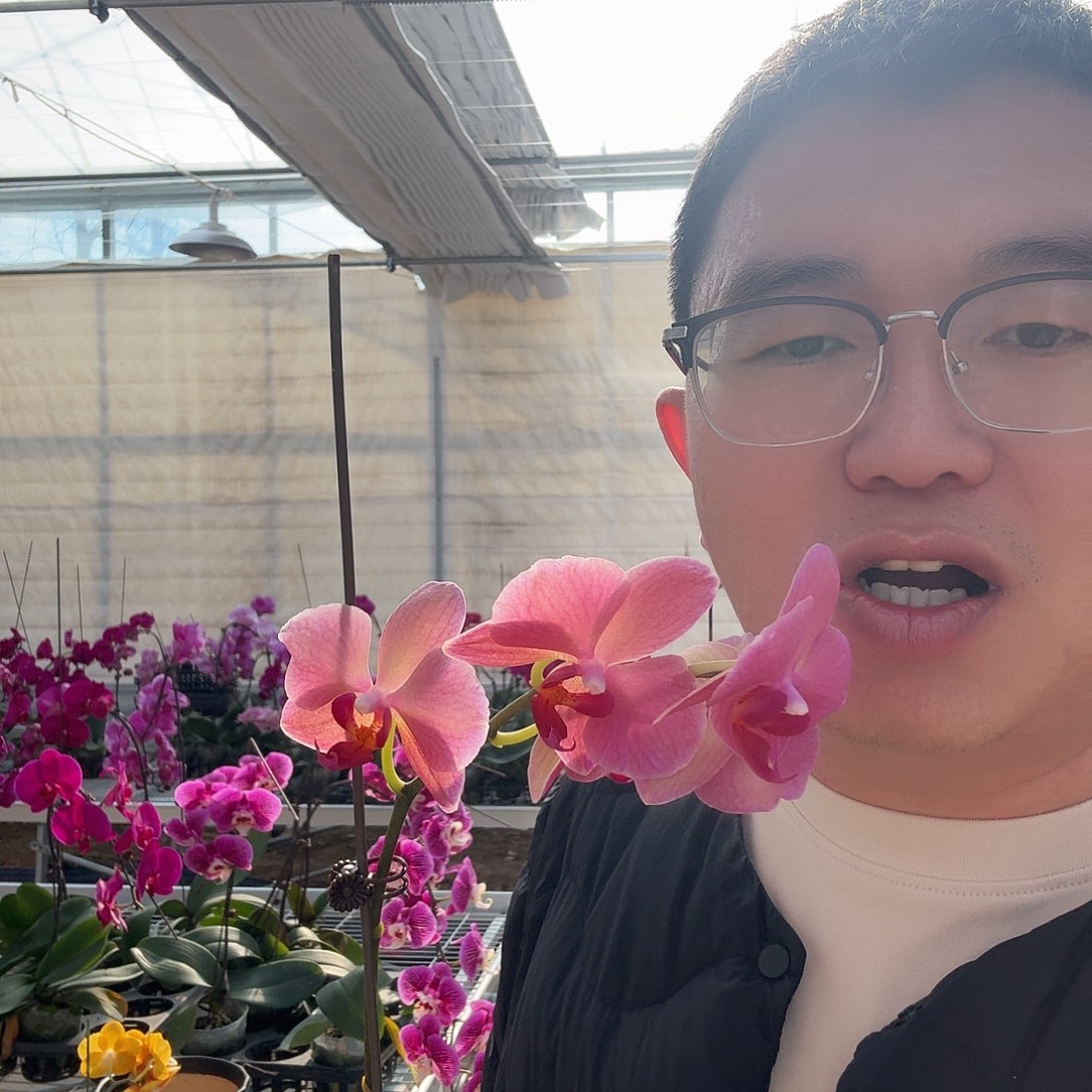 安***完全开放布林迪西花后苗一颗无售后