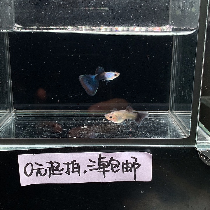 孔雀鱼艾尔银蓝尾一对