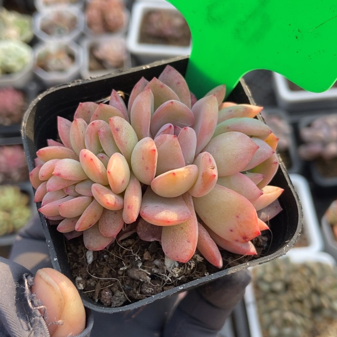 766全明星多肉植物保护