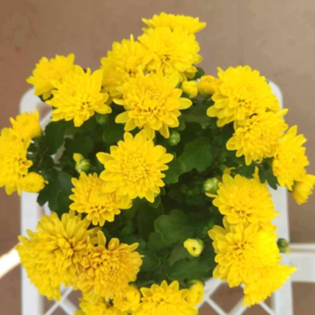 黄色四季荷兰菊 带花苞