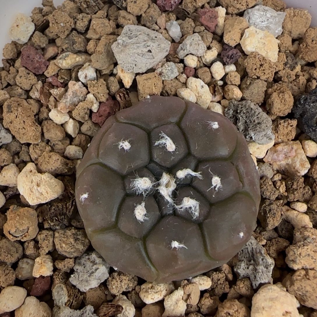 068实生龟甲兜多肉2.3