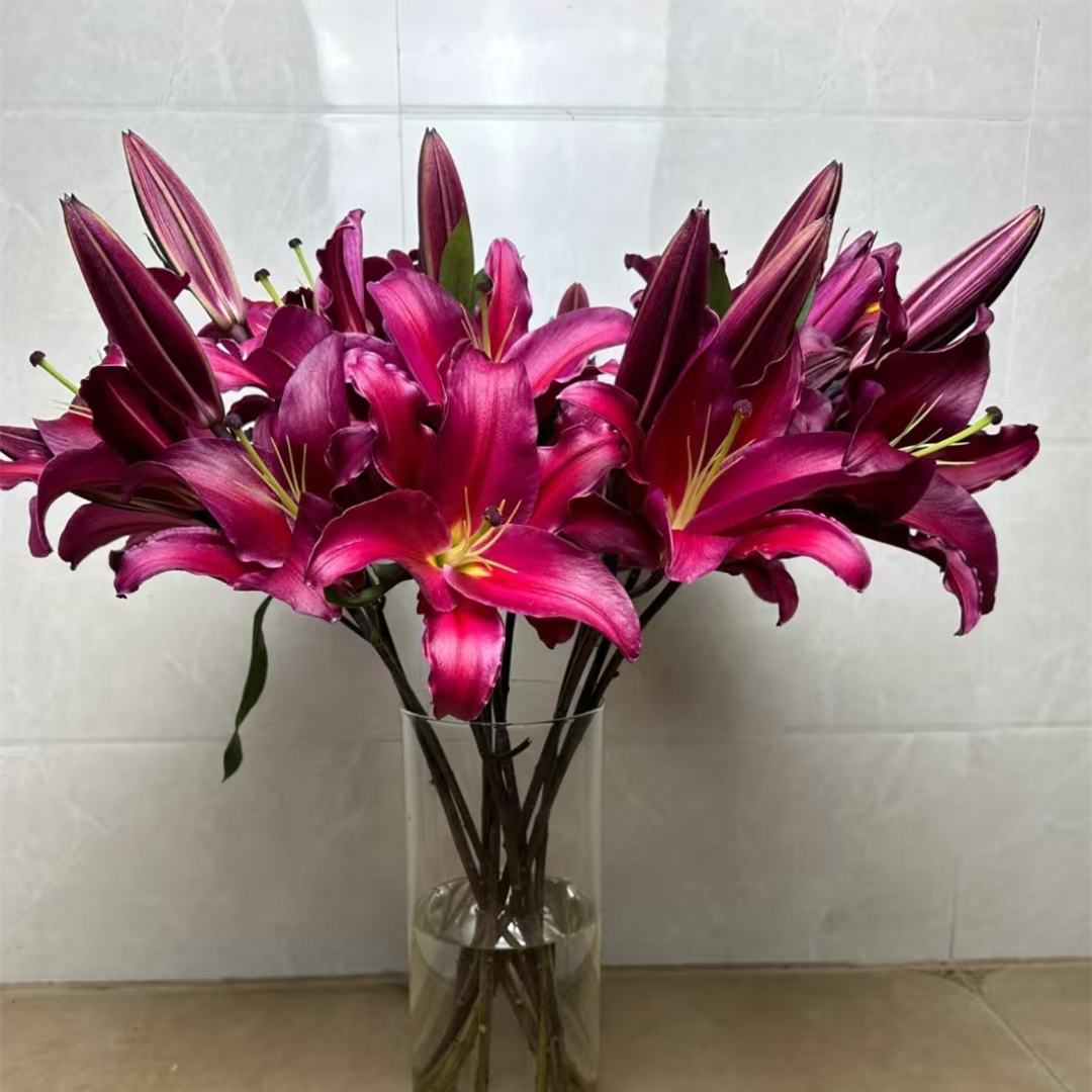 紫帝百合【单瓣香水百合】【零度以下不拍保温棉不售后】