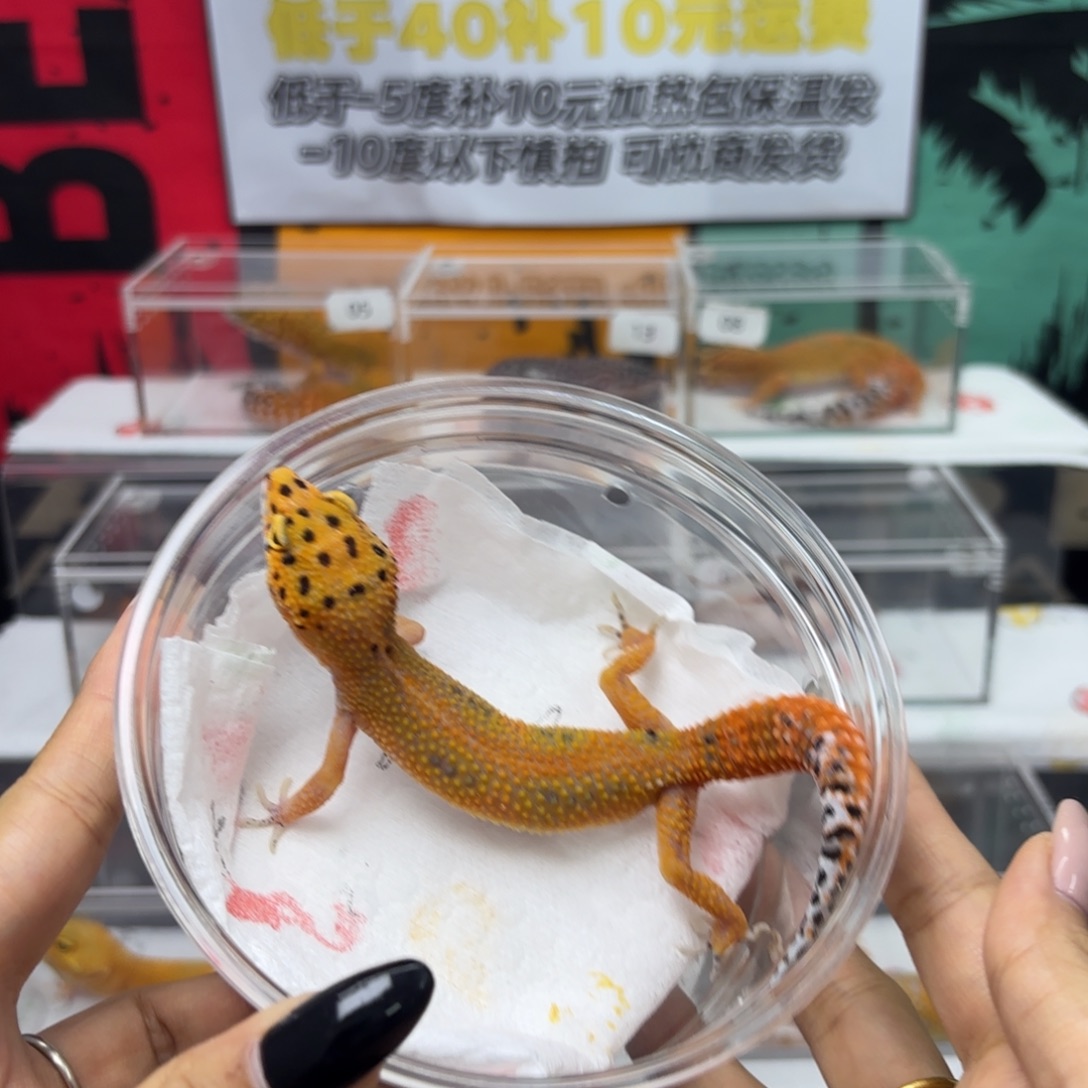 豹纹守宫血翡翠 妹妹 V115