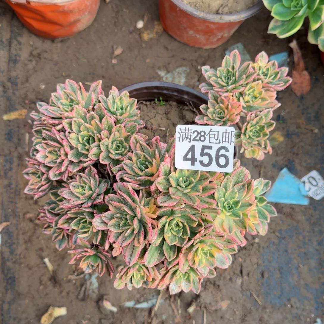 甜茶多肉456满28包邮断枝不包