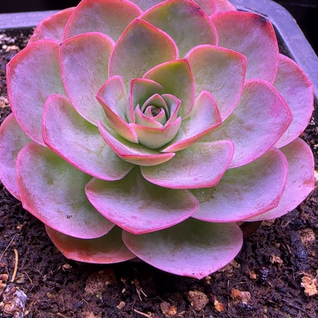 5厘米老庄玫瑰紫色121242424242