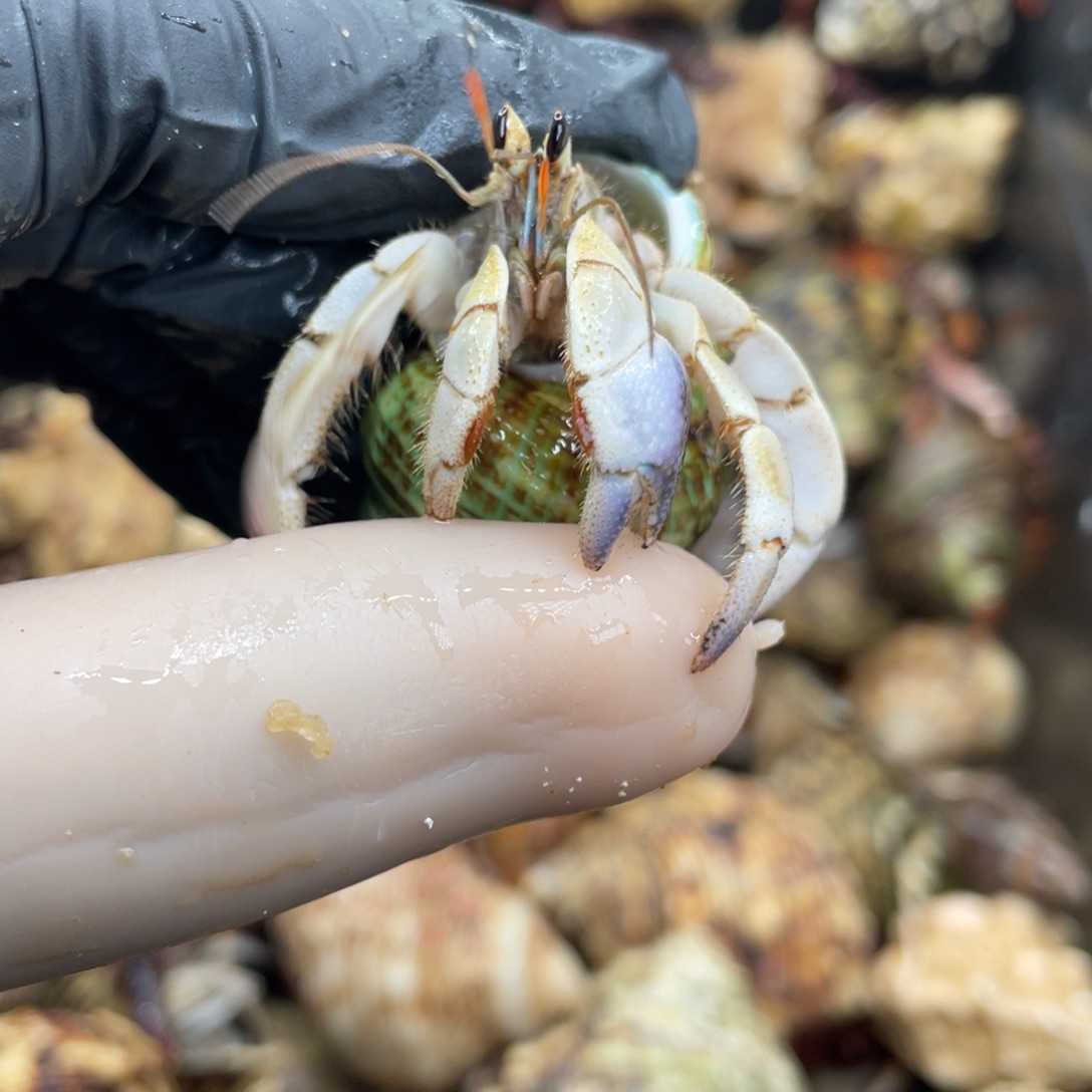 不退不换活体宠物60