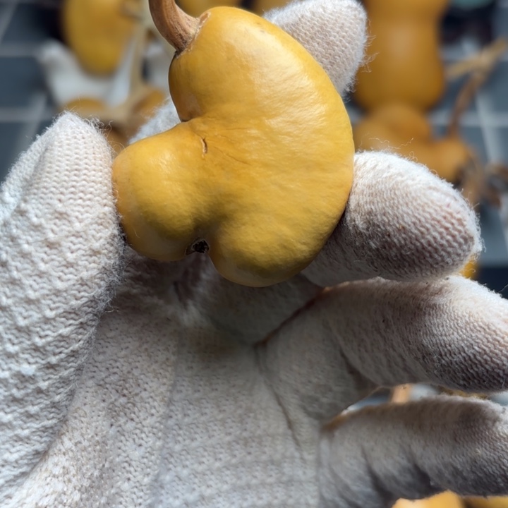 毛***猪风裂霉点66666666666666