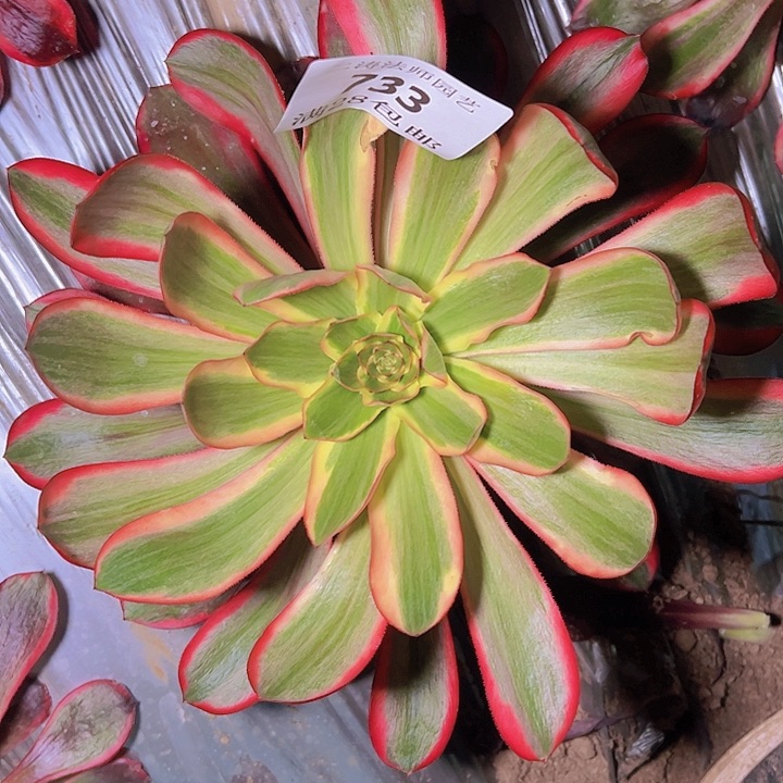 733红魔女多肉捧花