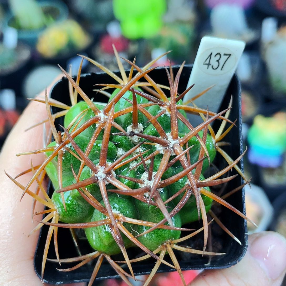 非偏远地区满25包邮仙人球