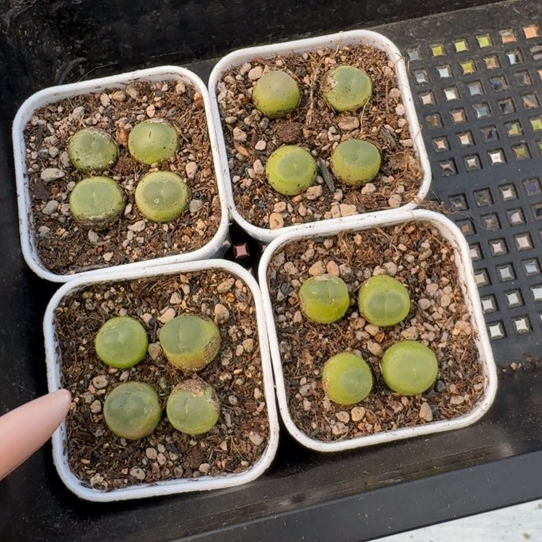 12016-福利小拉登4颗