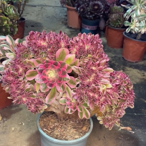 粉女巫缀多肉植物029