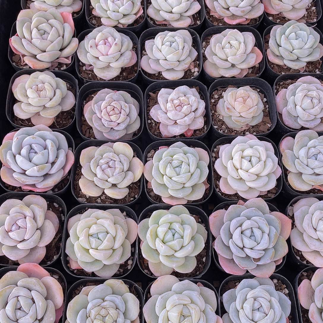 1124号 奶油大白兔单头一个