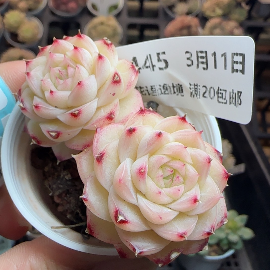 花语逸镜0311-445叶伤