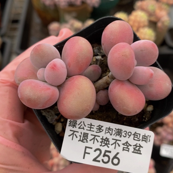 腰子桃蛋5cm256多肉植物