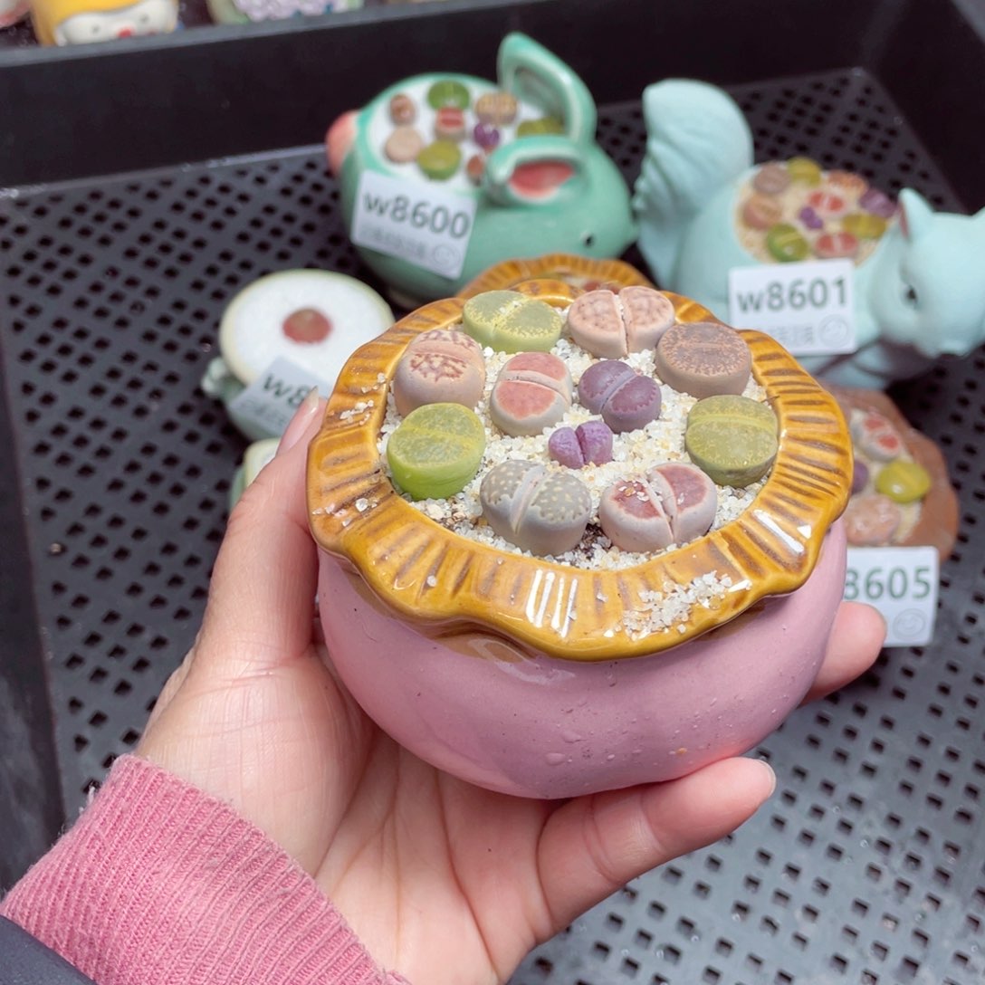 w8606 -零下地区拍保温箱  -15支持寄养