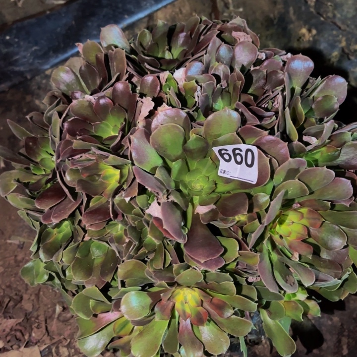 660邵修七彩多肉植物不售后