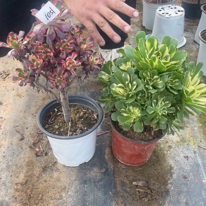 法师植物辛尼亚圆叶超白1051