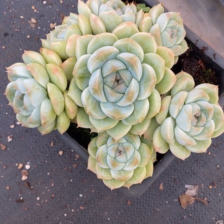 2102杂交老桩基地～珍妮～16厘米