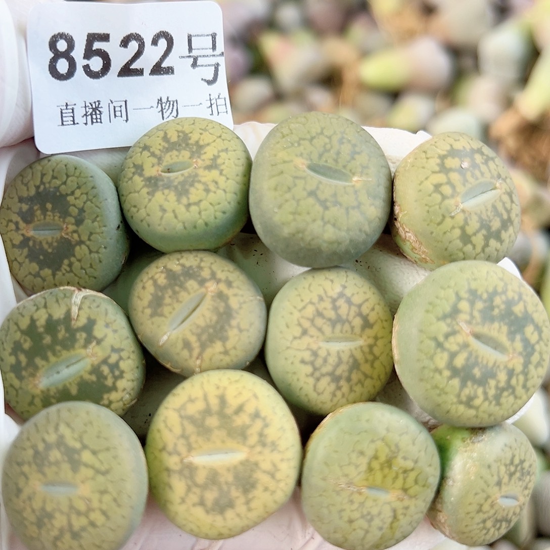 8522 好养易活生石花大母本12个1.5cm左右