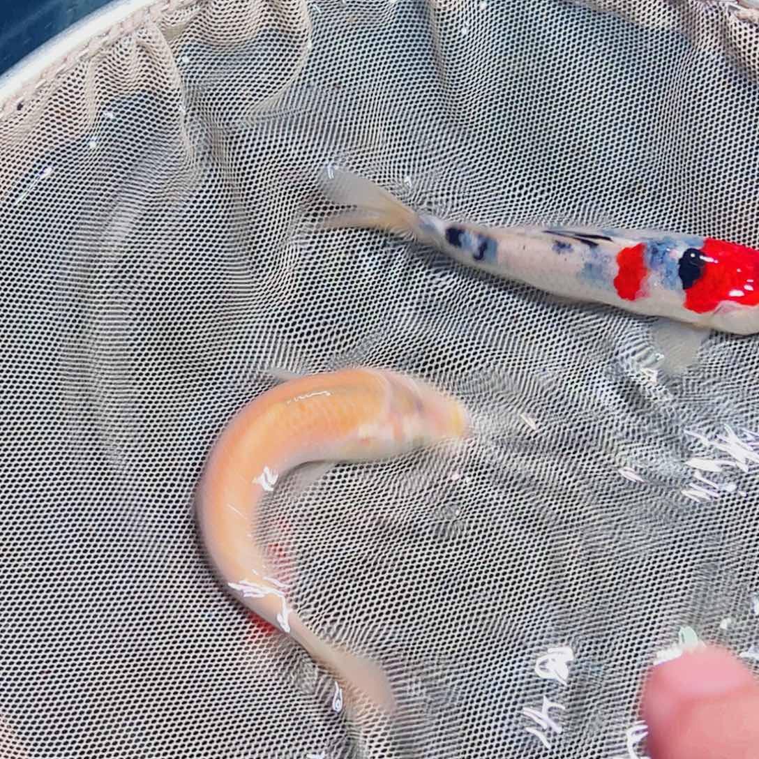 锦鲤锦鲤观赏鱼1111