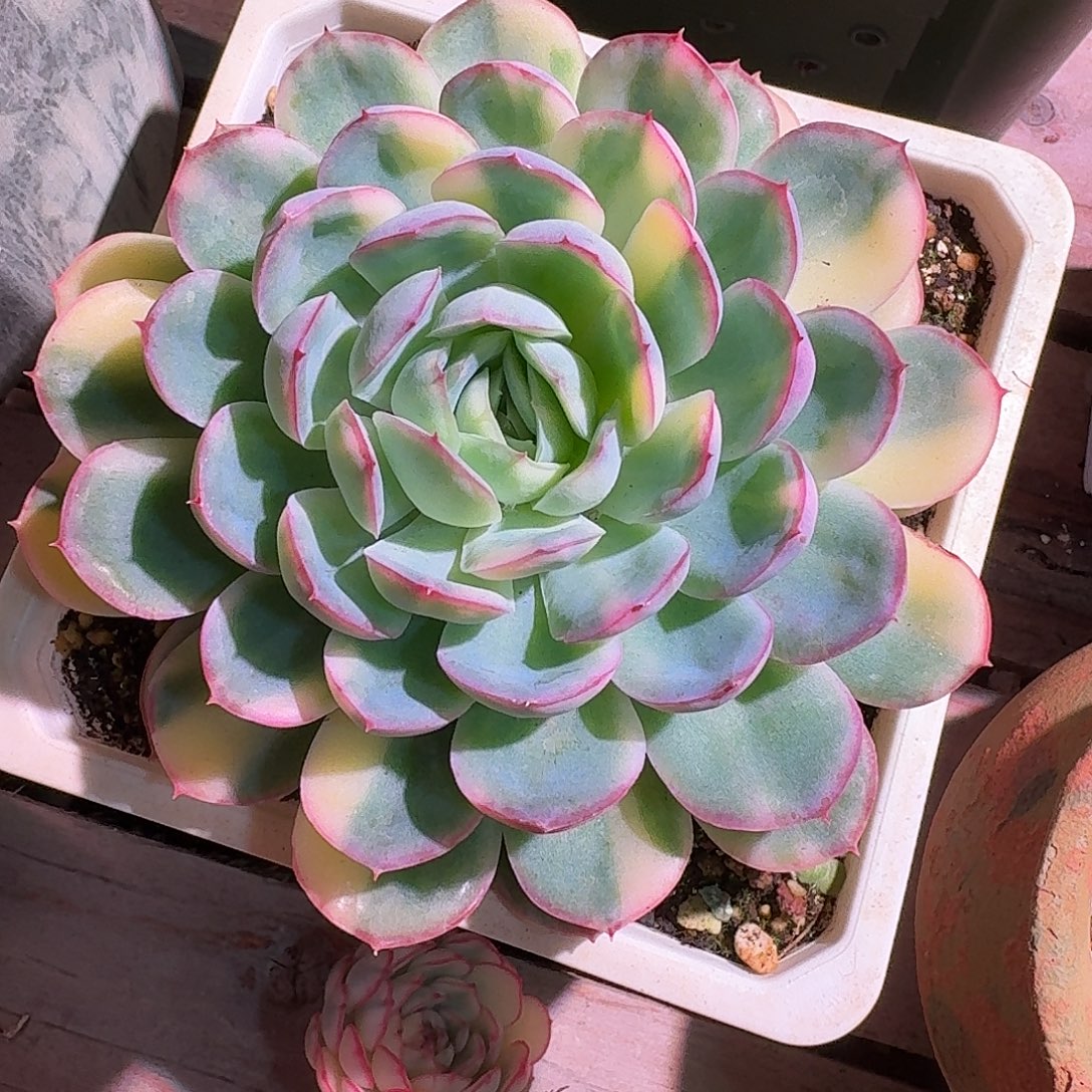 莎莎女王锦多肉多肉