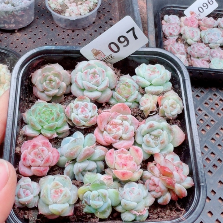 多肉植物多肉植物