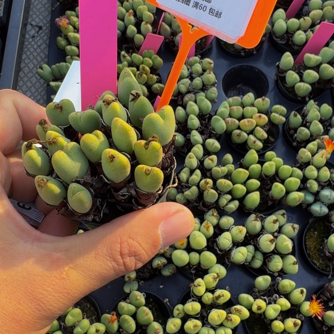 819 生石花大群生一物一拍