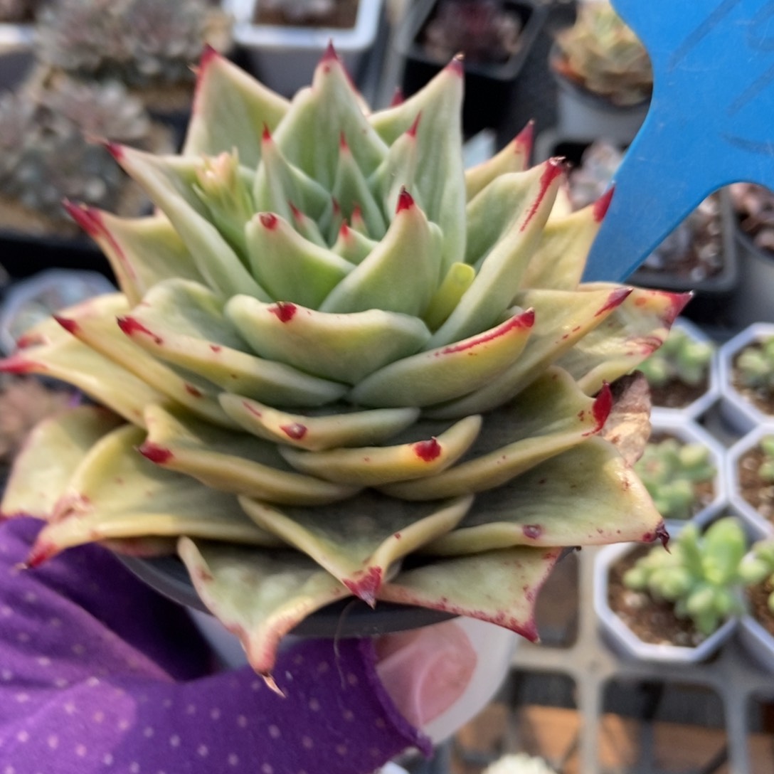 793星星锦多肉植物