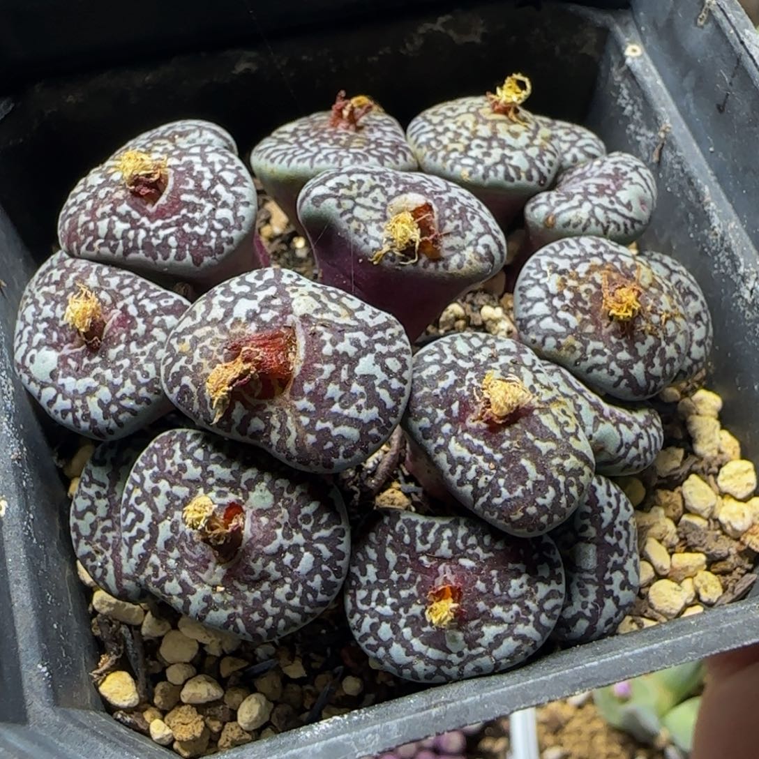 大型墨小锥群18头97