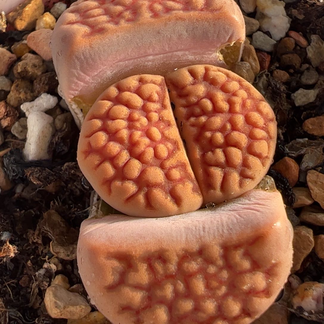 .4.40多肉葡萄品种