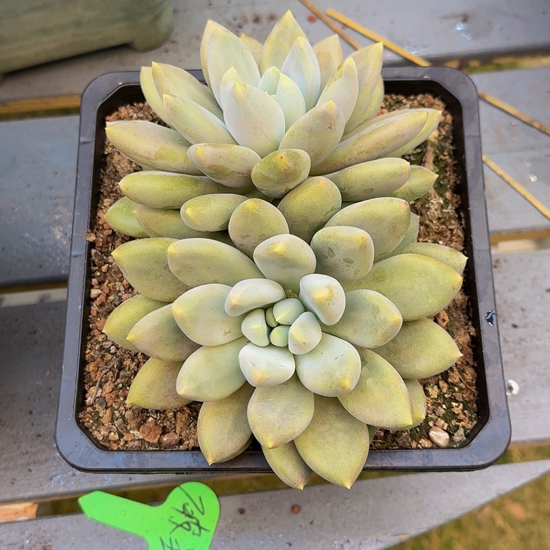 哥特萝莉大双头竞拍