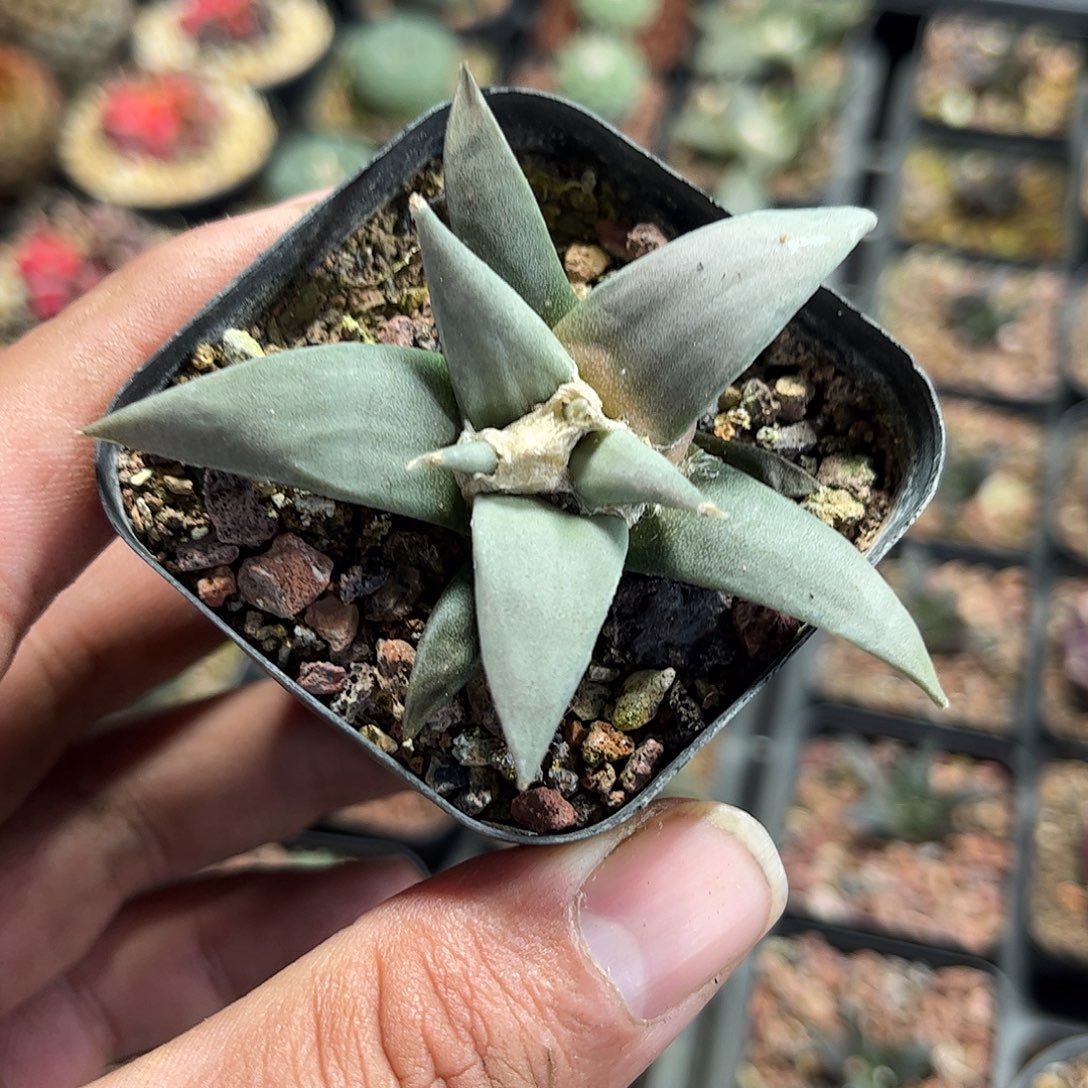 岩牡丹单头发货单头发