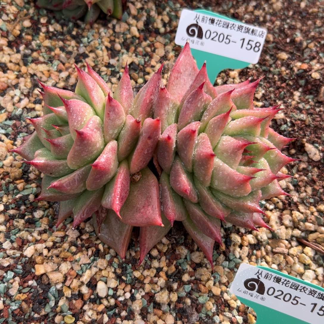 多肉一物一拍0205-158