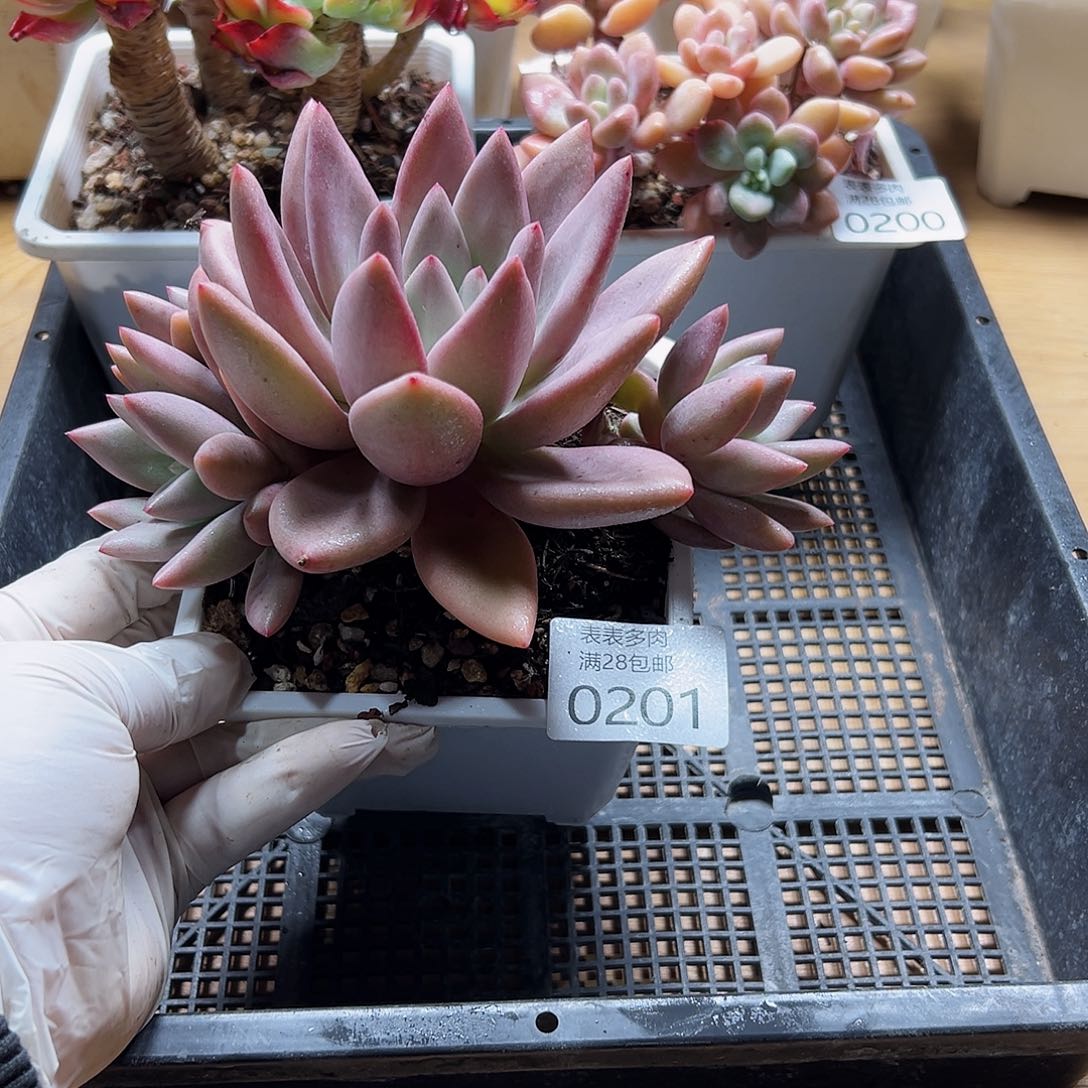 多肉一物一拍0201