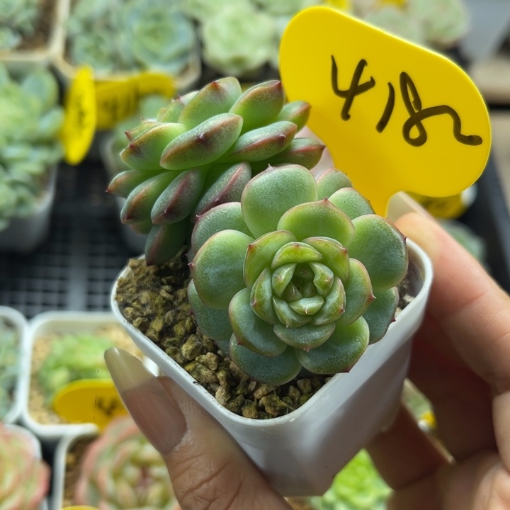 沅芷珍妮双头4182