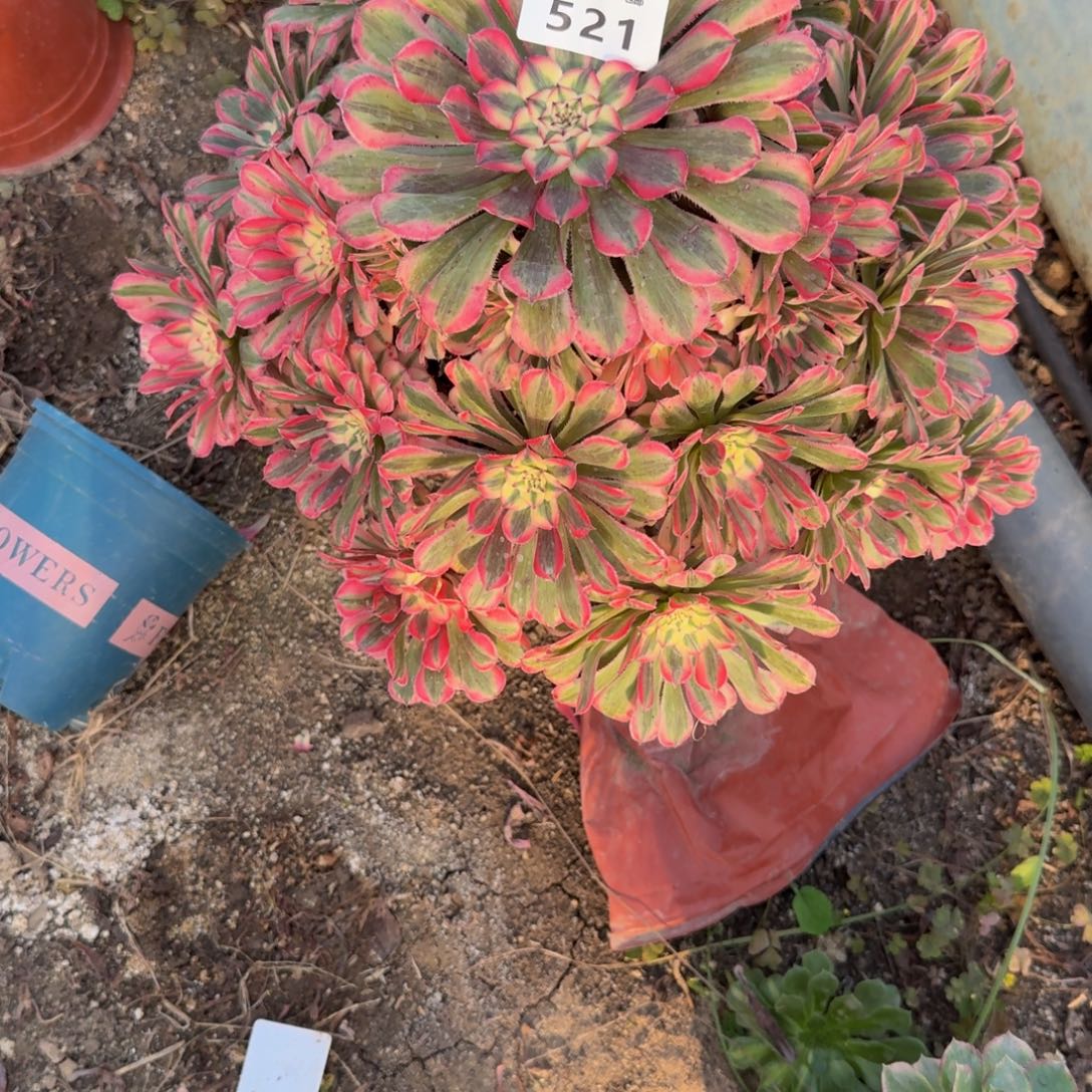 独***&521粉铜。多肉植物