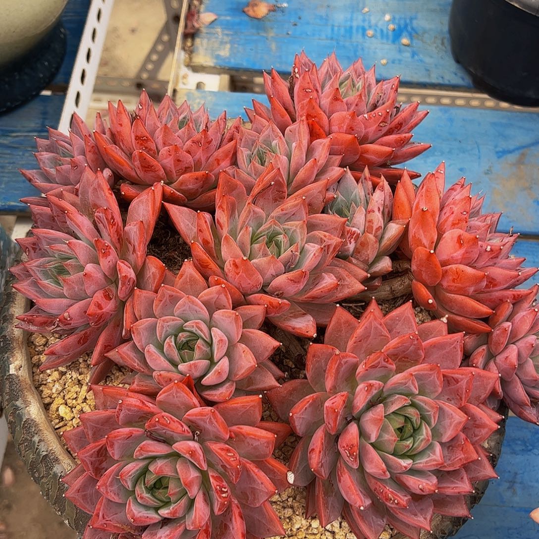 低***念多肉植物保护研究所