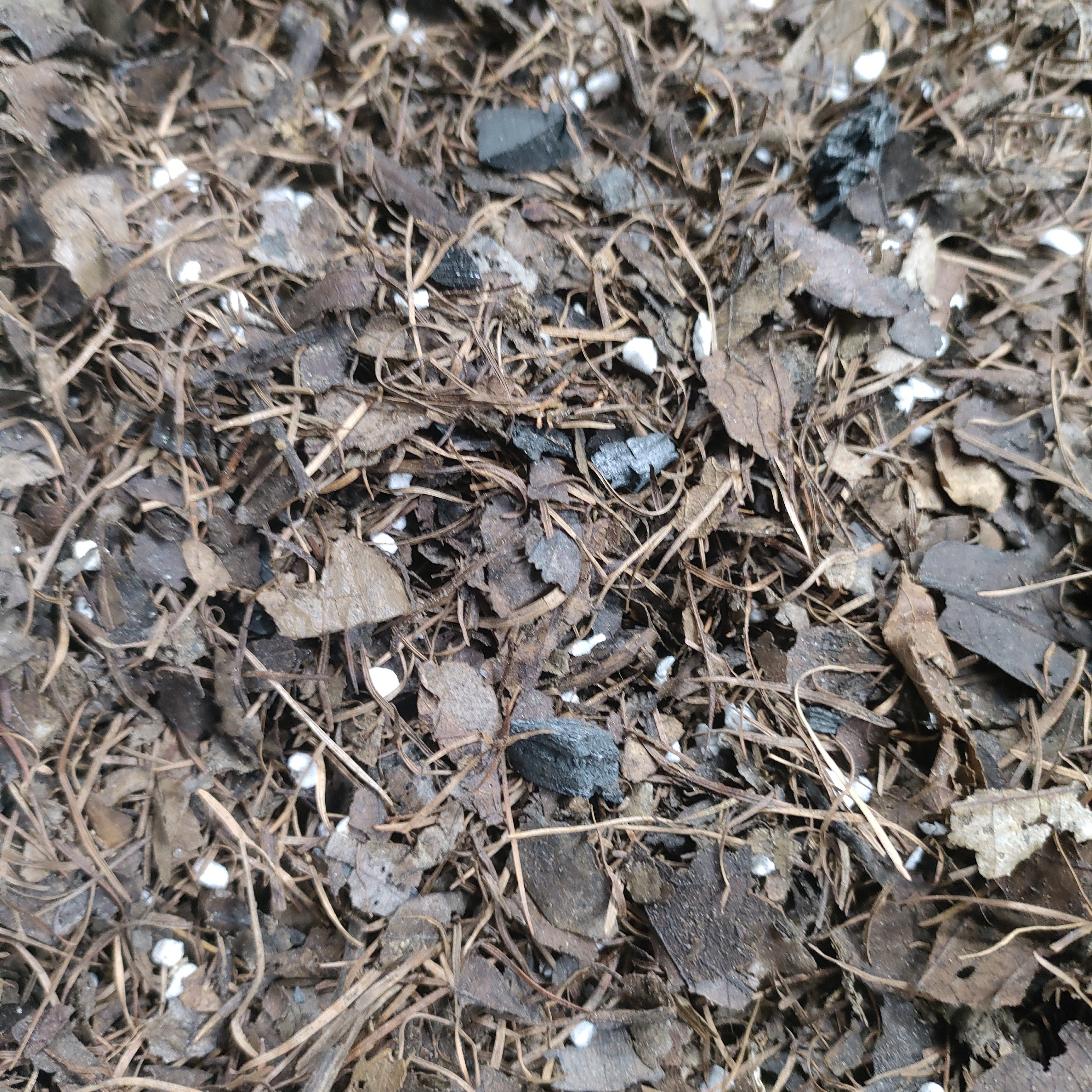 中颗粒四合一精品君子兰花植料适合所有兰科兰花