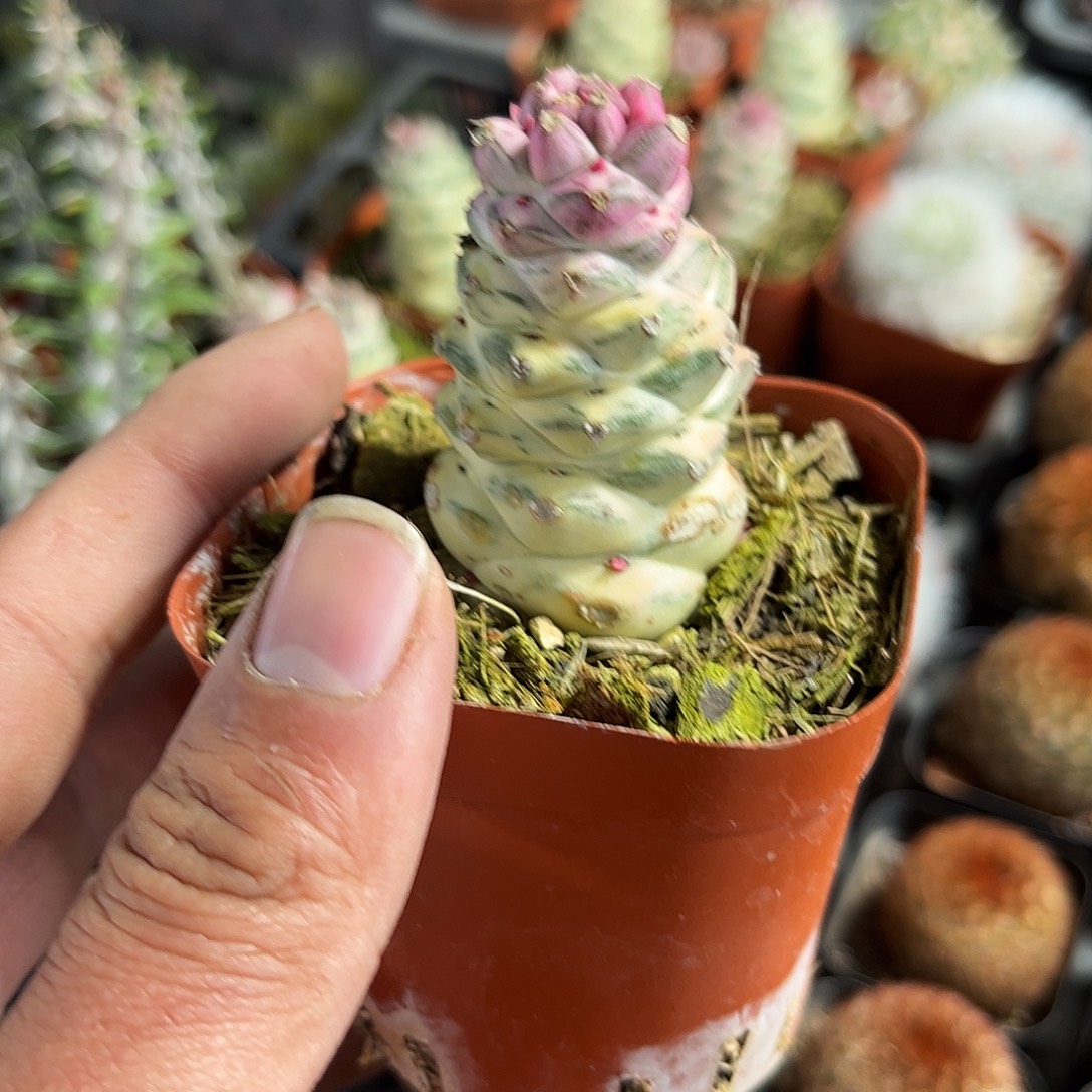 将军阁白锦单头发货单头