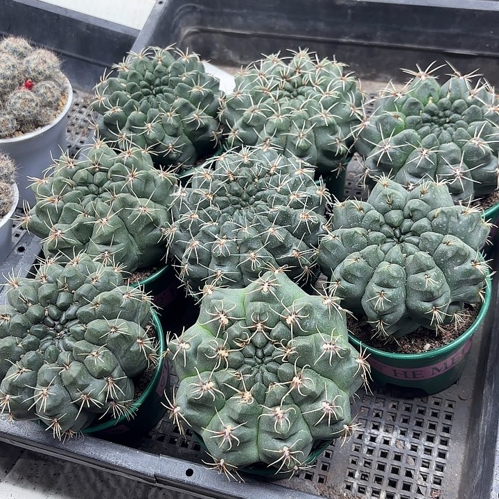 绯花玉仙人球随机一盆加仑盆浮力