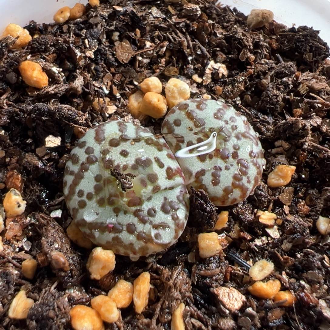 多肉植物197号安贞