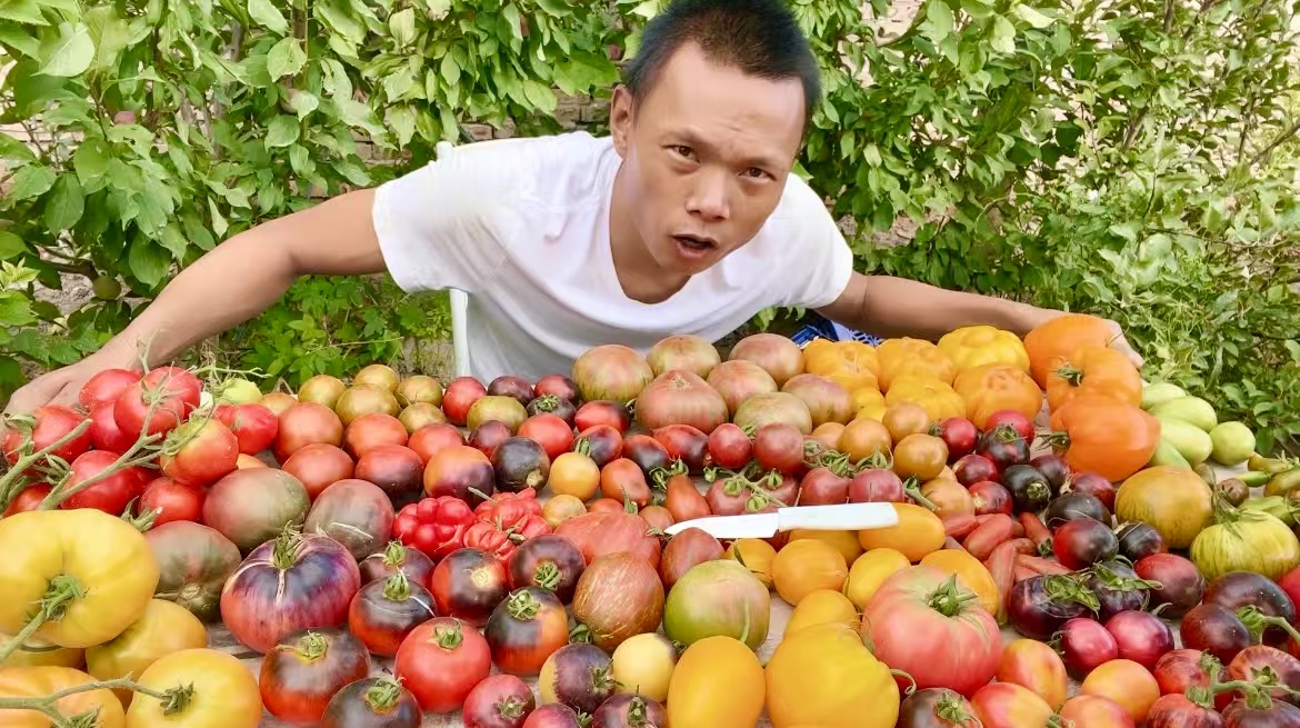 老品种番茄种子组合装+育苗教程，90%发芽率，小时候的传统味道