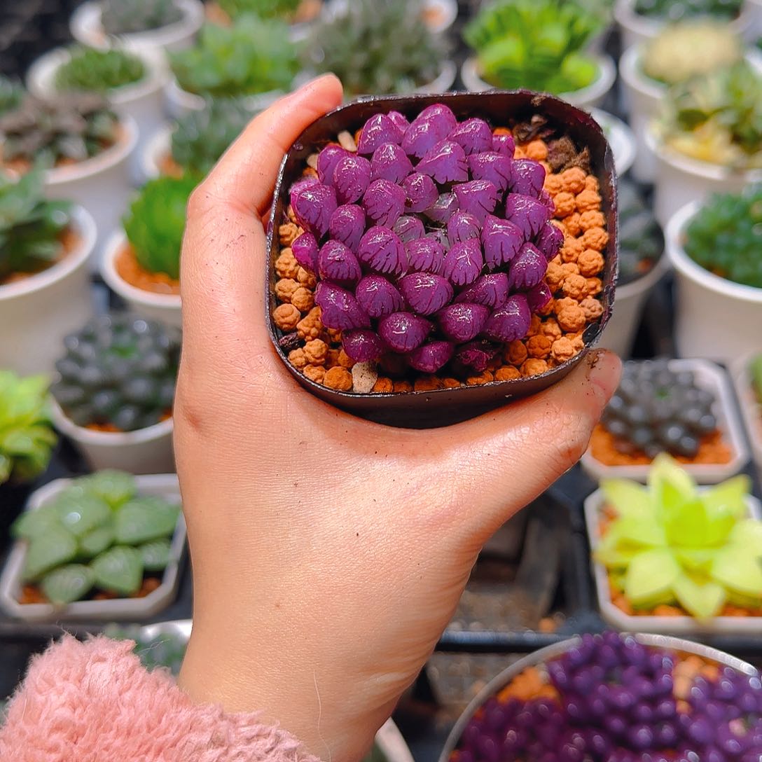 紫宝石冰灯玉露，原盆，人工上色