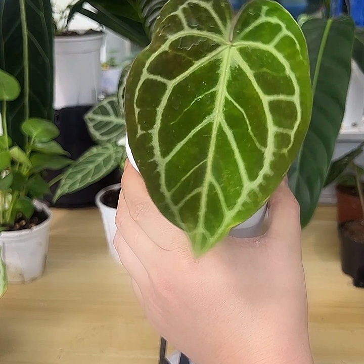 无花朵钻石杂华丽