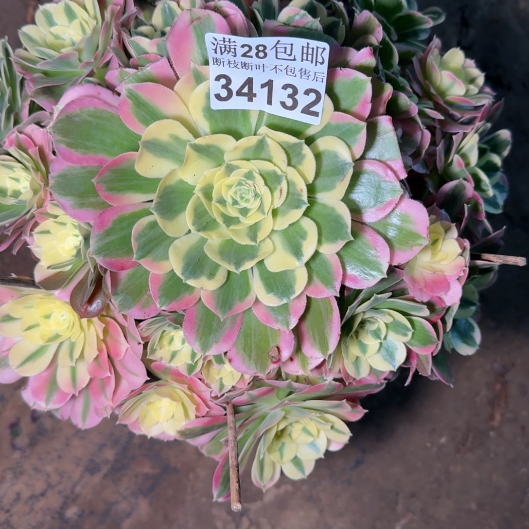 34132白凤多肉植物