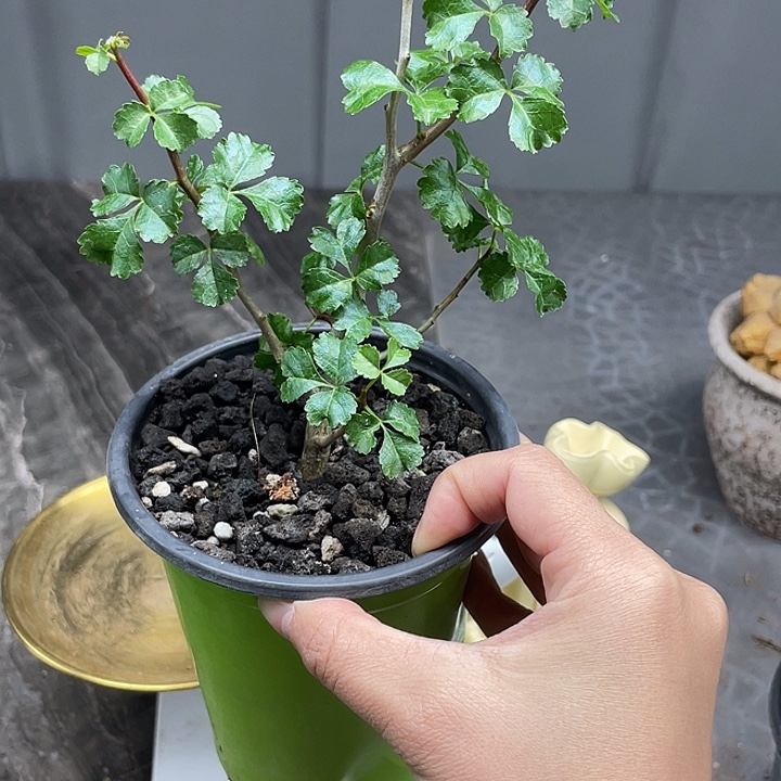 林***明好望角没药橄榄十二骑士之首