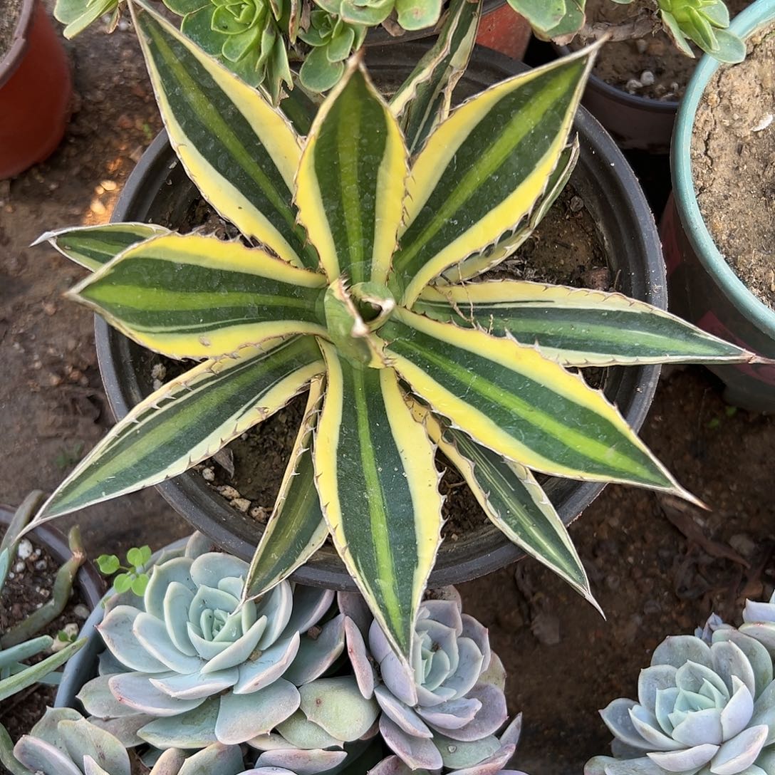 多肉植物五色万代